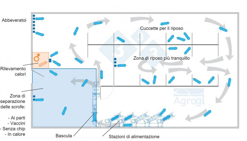 Gestazione in gruppo dinamico&nbsp;con controllo del peso
